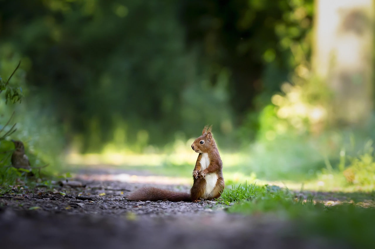 Nature’s Benefits: Why Spending Time Outdoors Supports Healthy Ageing