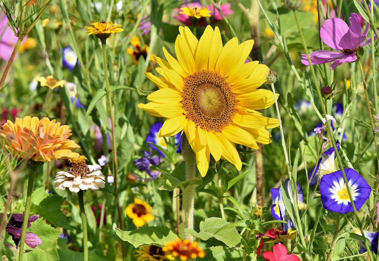 Gardening for the Soul: Why Tending Plants Boosts Wellbeing