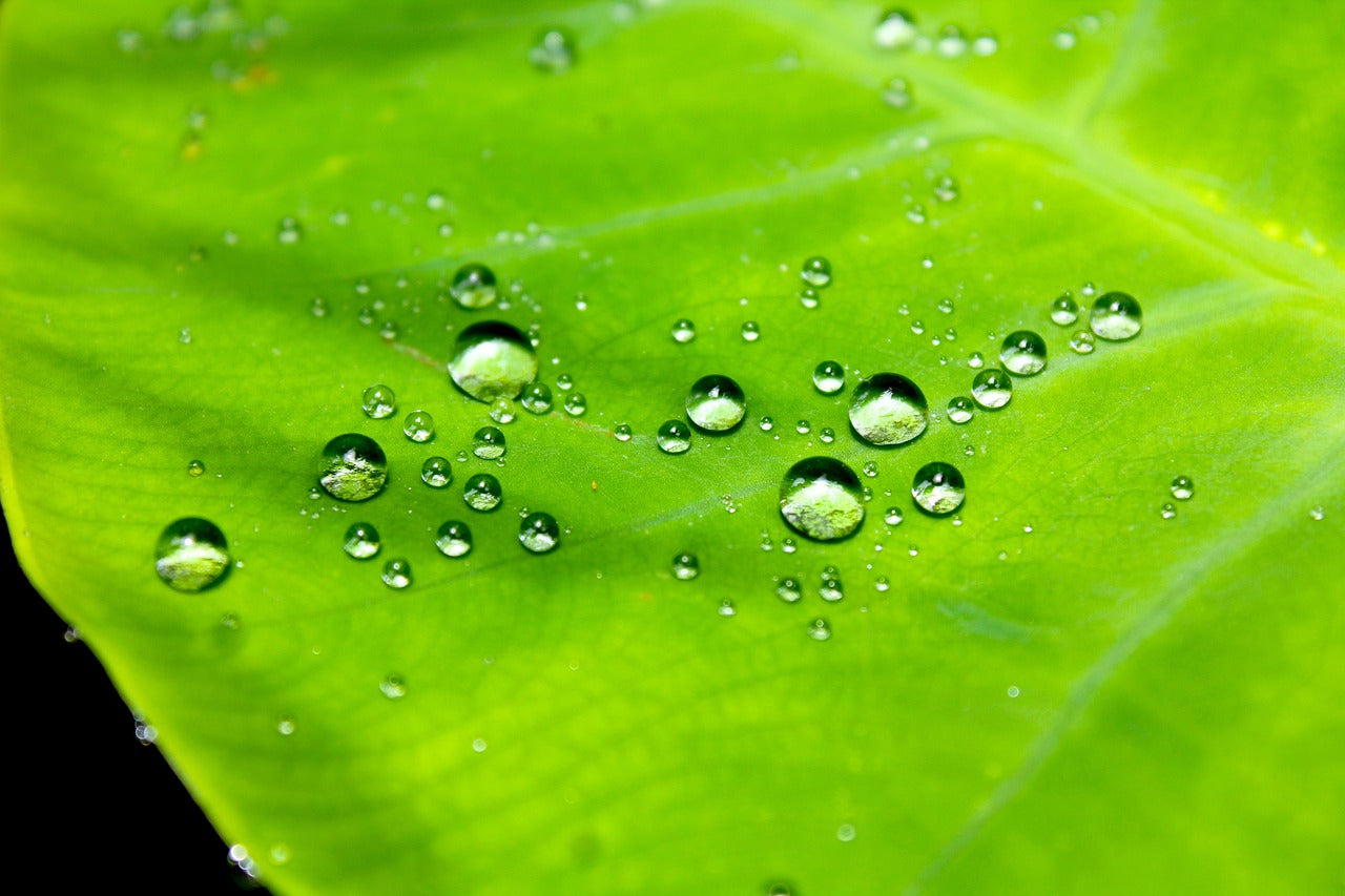 Waterproof Personal Alarms: Staying Protected Indoors and Outdoors